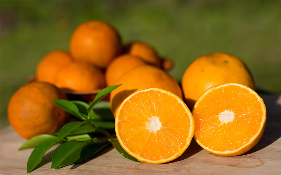 As Florida Citrus Loses Its Sweet Taste, Scientists Are on the